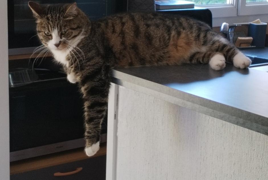 Vermisstmeldung Katze rassenmischung Weiblich , 7 jahre Conches-sur-Gondoire Frankreich Vermisstmeldung Katze rassenmischung Weiblich , 7 jahre Conches-sur-Gondoire Frankreich