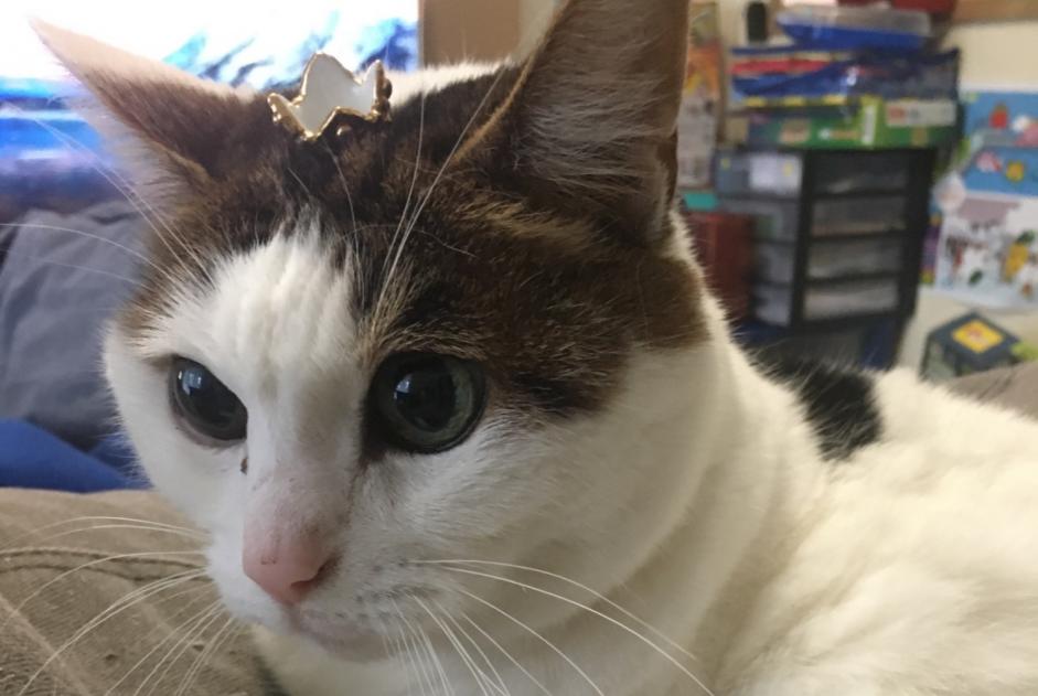 Vermisstmeldung Katze Weiblich , 16 jahre Avon Frankreich Vermisstmeldung Katze Weiblich , 16 jahre Avon Frankreich