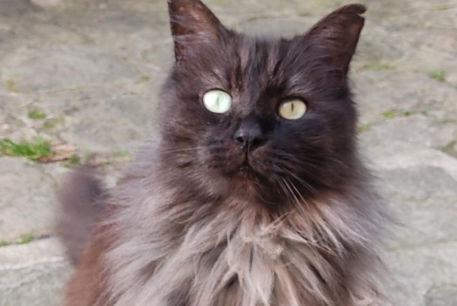 Disappearance alert Cat Male , 12 years Crécy-la-Chapelle France