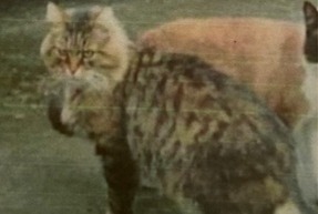 Disappearance alert Cat Male , 12 years Coubert France