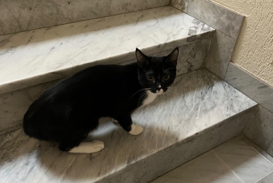 Discovery alert Cat miscegenation  Unknown Saint-Fargeau-Ponthierry France