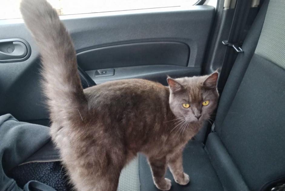 Alerta de Desaparición Gato cruce  Hembra , 1 años Chailly-en-Bière Francia