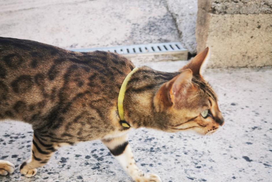 Alerte Découverte Chat  Femelle Vaux-le-Pénil France