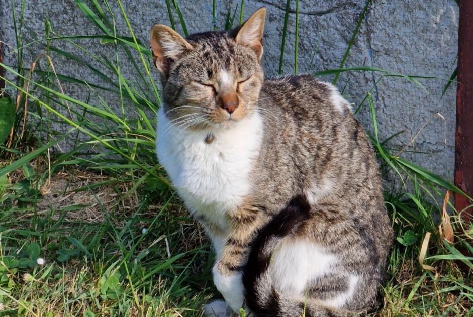 Alerte Découverte Chat Inconnu Bannost-Villegagnon France Alerte Découverte Chat Inconnu Bannost-Villegagnon France