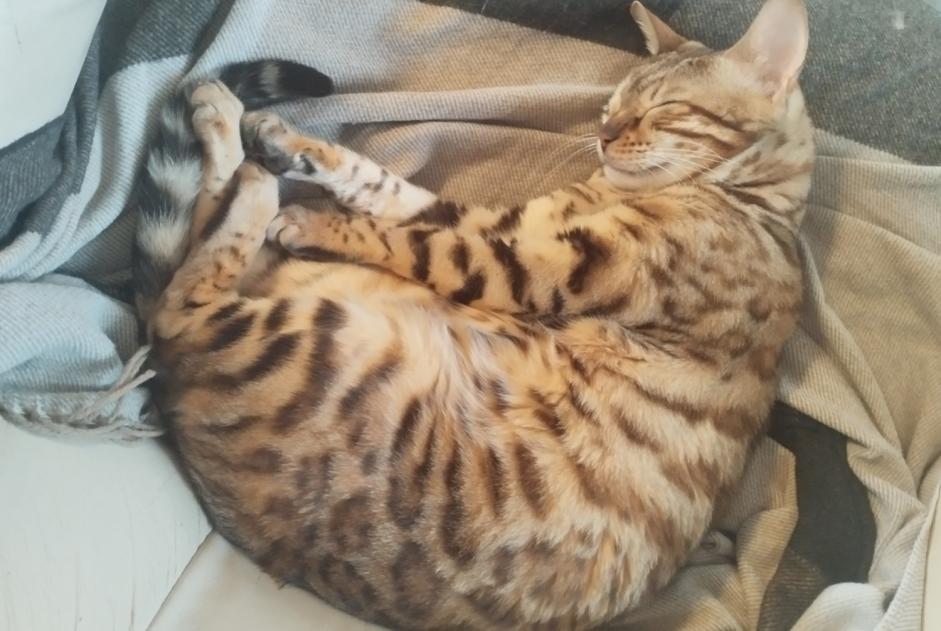 Alerte Disparition Chat Femelle , 4 ans Esbly France Alerte Disparition Chat Femelle , 4 ans Esbly France