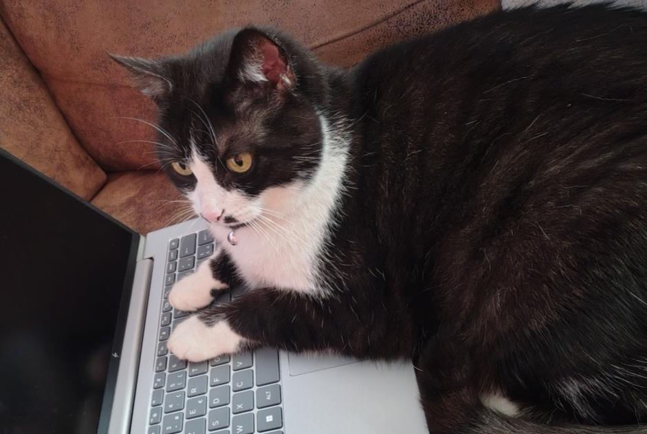 Alerte Disparition Chat  Mâle , 8 ans Cesson France