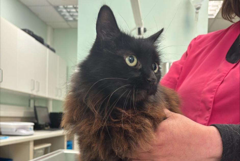 Alerte Découverte Chat Femelle Couilly-Pont-aux-Dames France