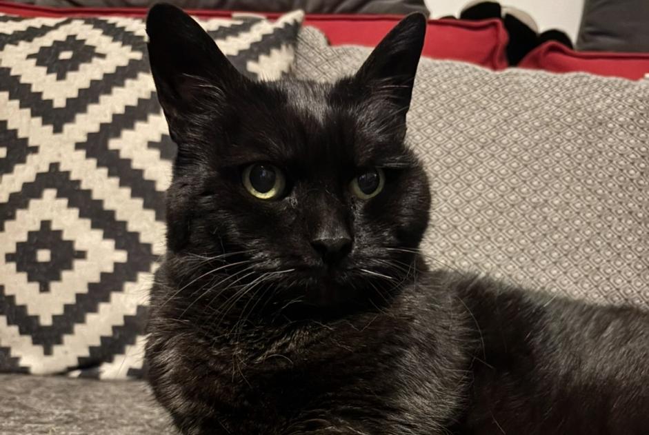 Alerte Disparition Chat  Femelle , 19 ans Combs-la-Ville France