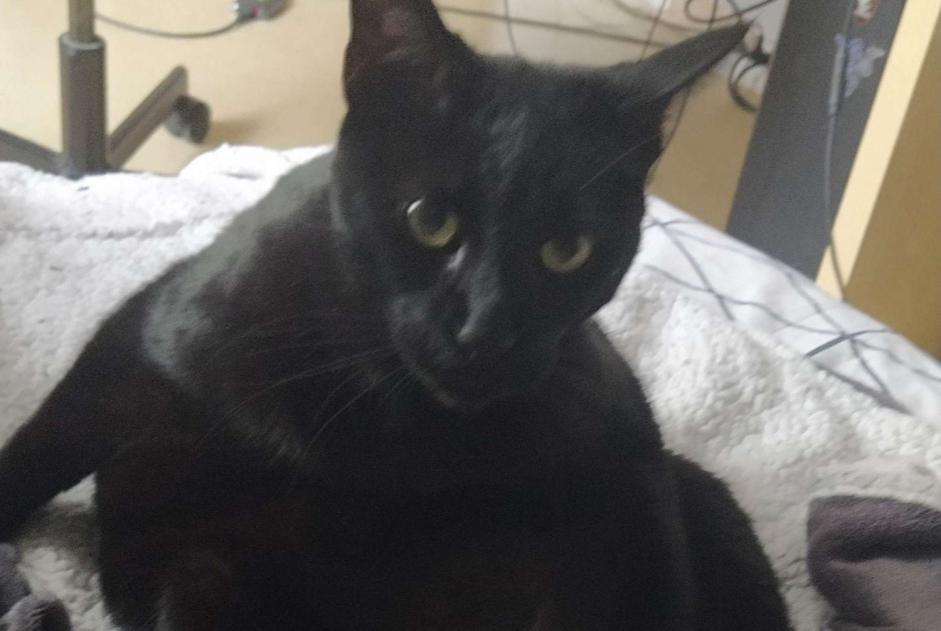 Avviso scomparsa Gatto  Maschio , 8 anni Champagne-sur-Seine Francia