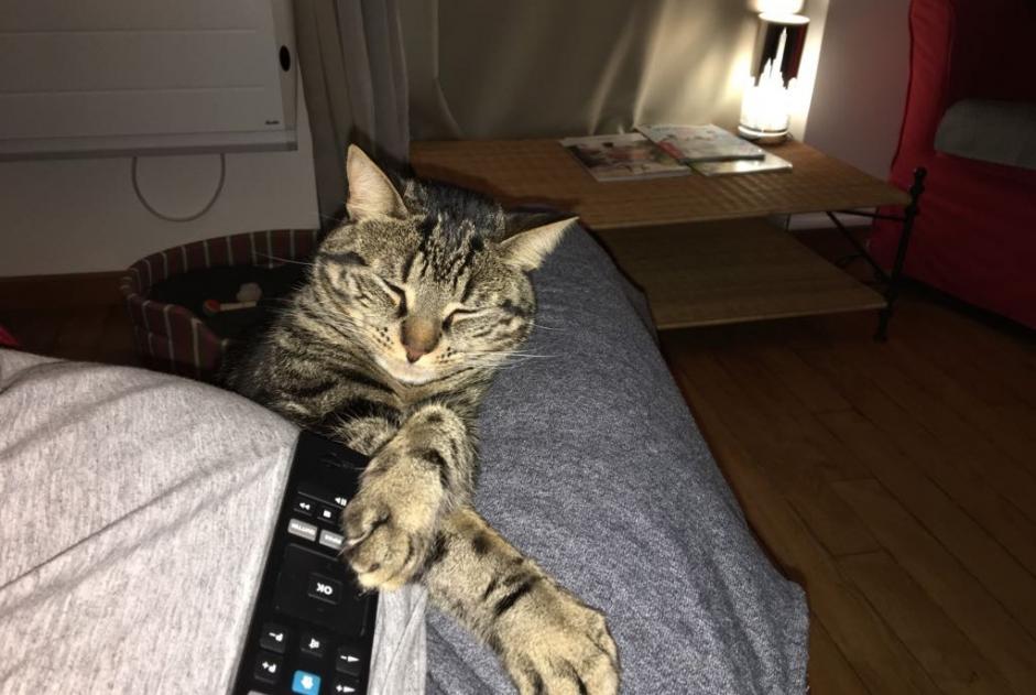 Verdwijningsalarm Kat  Mannetje , 9 jaar Villeparisis Frankrijk Verdwijningsalarm Kat  Mannetje , 9 jaar Villeparisis Frankrijk