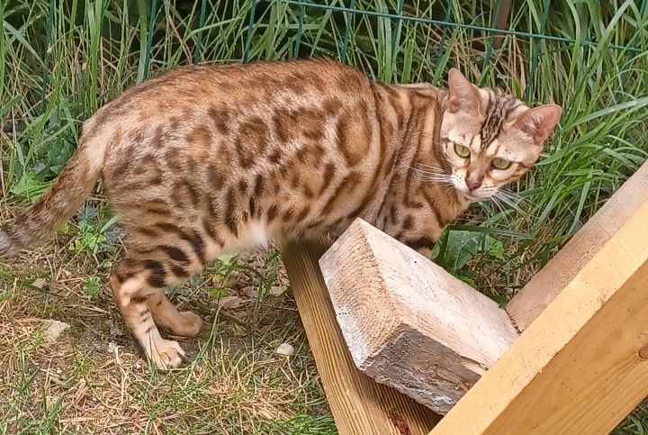 Alerta desaparecimento Gato Fêmea , 5 anos Cesson France Alerta desaparecimento Gato Fêmea , 5 anos Cesson France