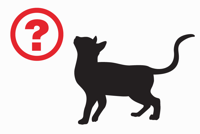Alerte Découverte Chat Femelle Thomery France